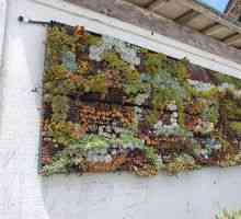 "Live" стена в вертикално озеленяване