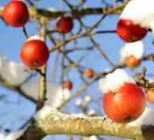 Зимните сортове ябълки