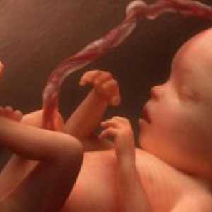 19 Седмици от бременността - фетален размер