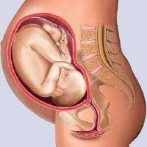 30-Та седмица от бременността - фетална размер