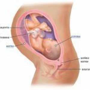 36 Седмици от бременността - фетални движения