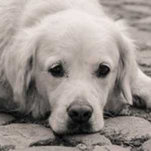 Анаплазмоза при кучета