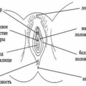 Анатомия на женските полови органи