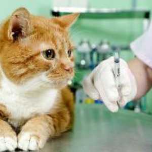 Антибиотици за Котки