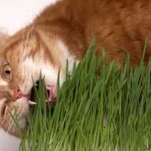 Недостигът на витамин при котките