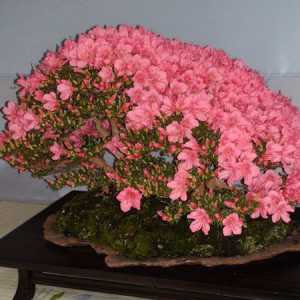 Azalea стая - професионална грижа за едно цвете у дома