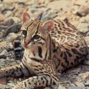Азиатски Leopard котка