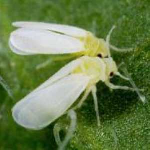 Whitefly на стайните растения - борбата