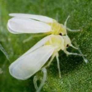 Whitefly в оранжерията - методи за борба