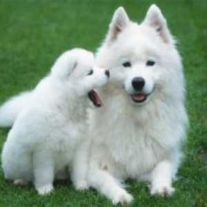 Бяло куче