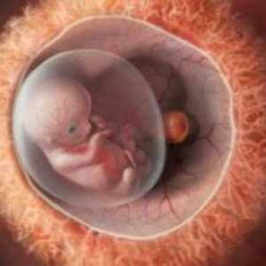 Бременност 10 седмици - Развитие на ембриона