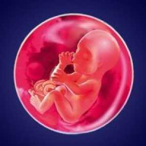 Бременност седмица 21 - развитието на плода