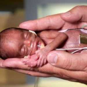 Бременност 28 седмици - Развитие на ембриона