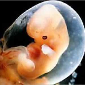 Бременност 5 седмица - Развитие на ембриона