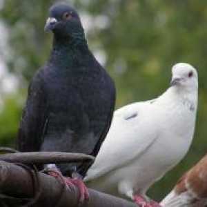 Заболявания на гълъби и тяхното лечение