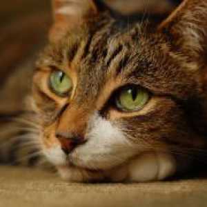 Заболявания Котки - симптоми и лечение