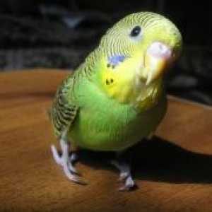 Вълнистите папагалчета болест - симптоми