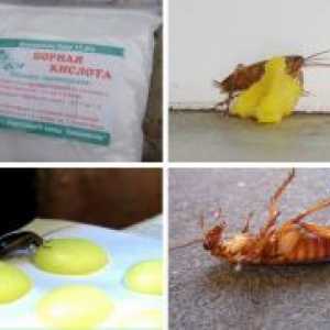 Борна киселина хлебарки - рецепта с яйца