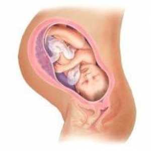 Цервикалния канал по време на бременност