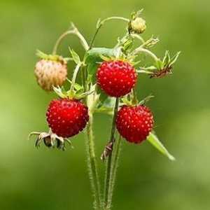 Чай от листата на ягоди - ползите и вредите