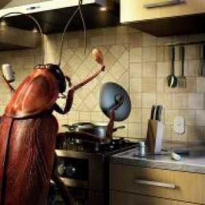 Какво се страхуват от хлебарки?