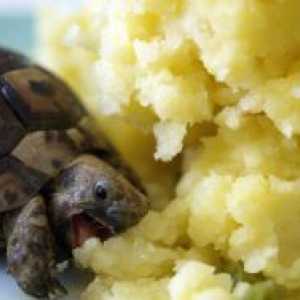 С какво да храним костенурка?