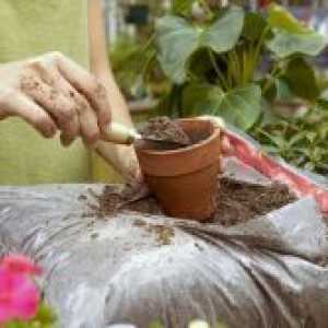 Как да оплоди саксийни растения у дома?