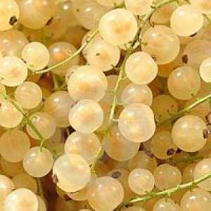 Колко полезна бяло френско грозде?