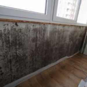 Как да премахнете мухъл от стените в апартамента?