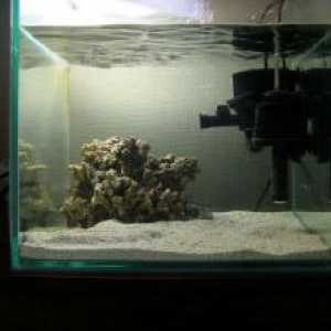 Това, което е необходимо за един аквариум с риби?