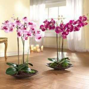Цъфтящи орхидеи у дома