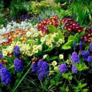 Цветя, трайни насаждения за градината