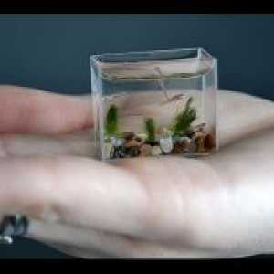 Decor аквариум със собствените си ръце