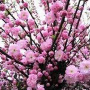 Almond декоративен храст - засаждане и грижи