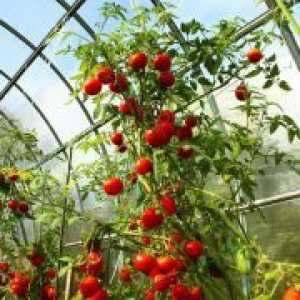 Определими и неопределими сортове домати