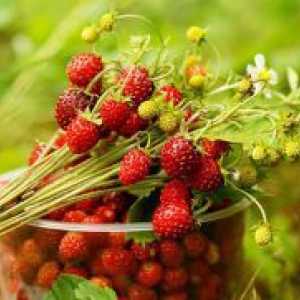 Дивата ягоди - полезни свойства