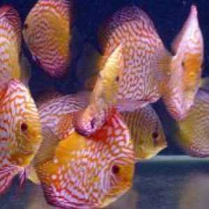Discus - съвместимост с други риби