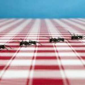 Домакински мравки - причините за явлението