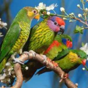 Pet папагали - видове