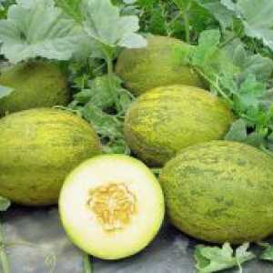 Melon - расте в открито поле