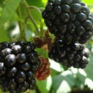 Blackberry "tornfri" - засаждане и грижи