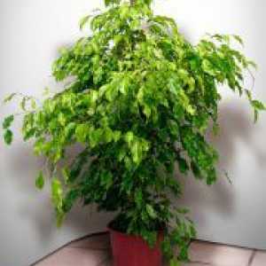 Ficus benjamina - знаци и суеверия