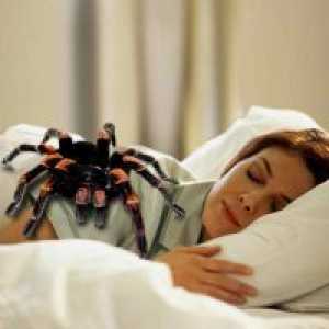 Фобия - страх от паяци