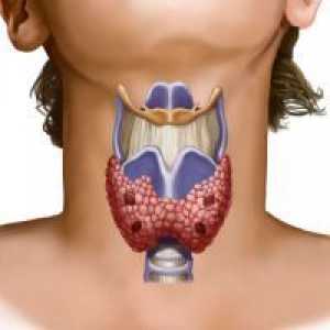 Функцията на щитовидната жлеза