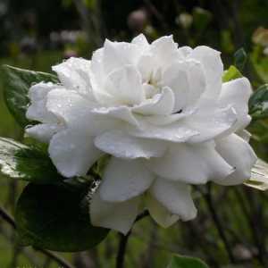 Gardenia jasminoides: как да се справите красотата на субтропиците