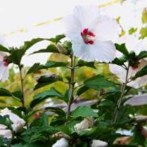 Hibiscus Garden - приют за зимата