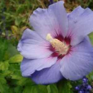 Hibiscus градина