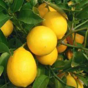 Hybrid от лимон и портокал