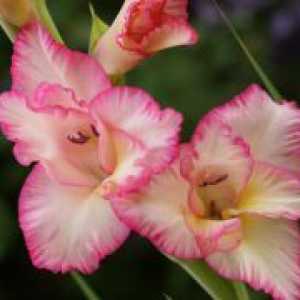 Gladioli - пролетното засаждане и грижи