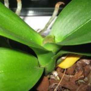 Почва за орхидеи